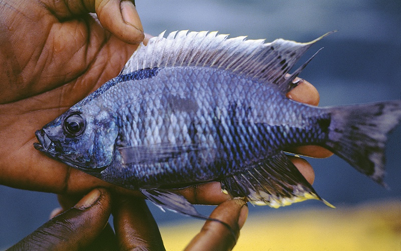Copadichromis quadrimaculatus 'Jalo Reef'